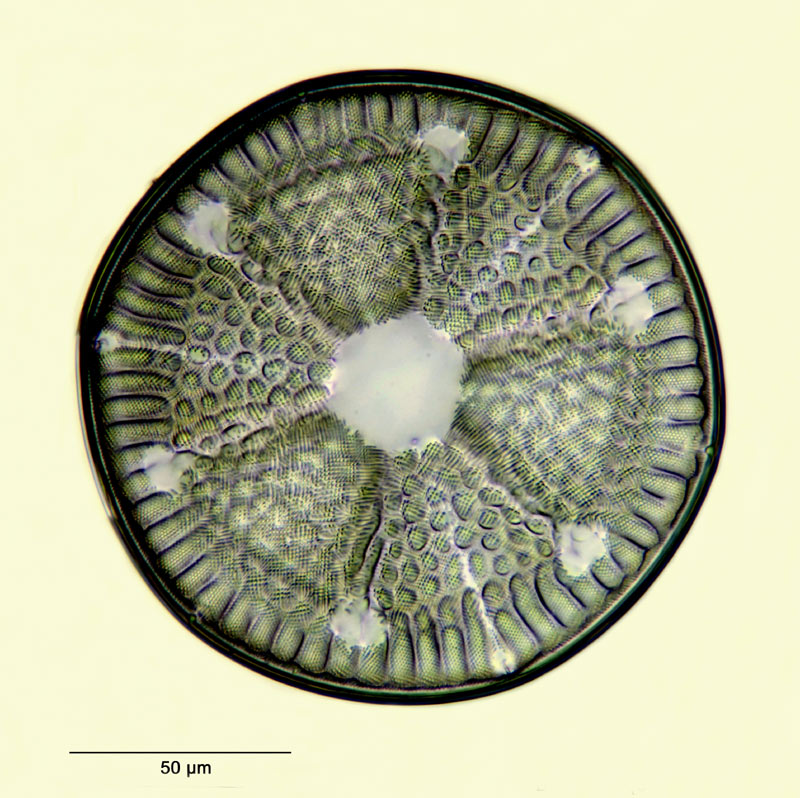 Actinoptychus szonthághii Pantocsek #28305