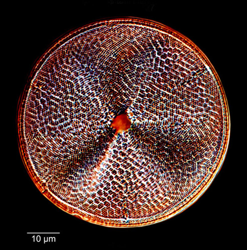Actinoptychus taffi #81056