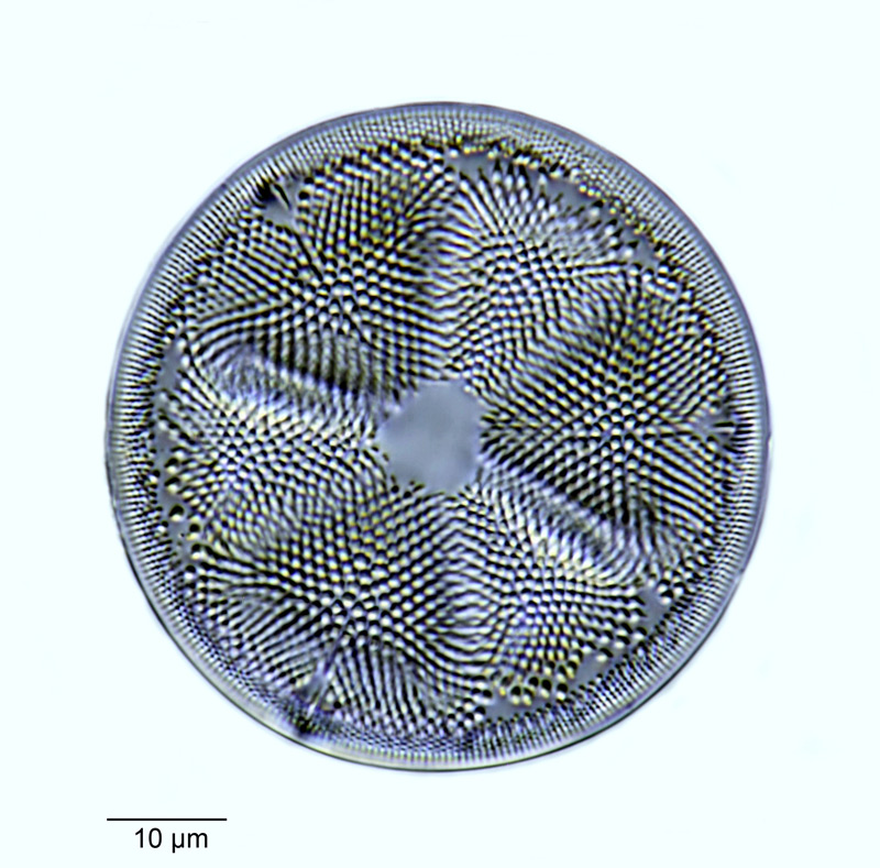 Actinoptychus thumii (?) #54439