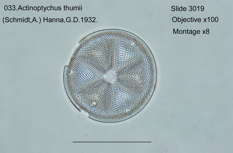 Actinoptychus thumii (?) #54454