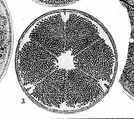 Actinoptychus thumii (?) #54457