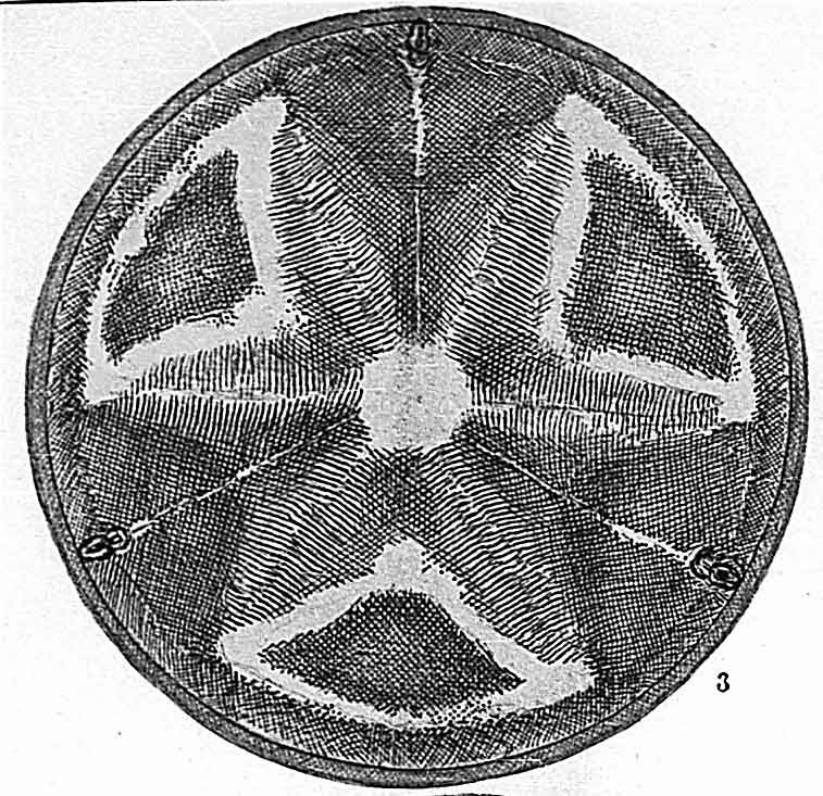 Actinoptychus thumii (?) #54455