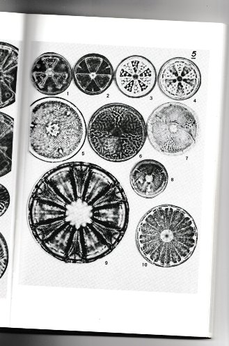 Actinoptychus thumii (?) #54449