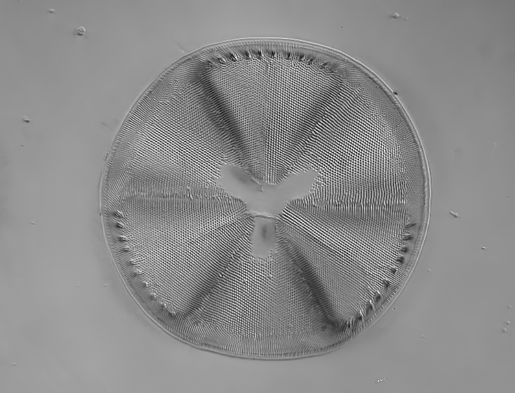 Actinoptychus trilingulatus Brightwell #34782