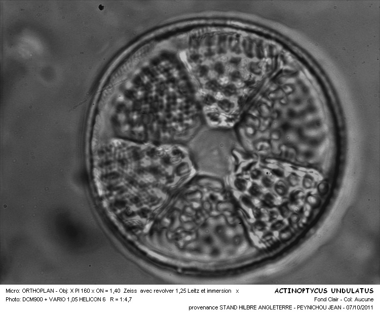 ACTINOPTYCHUS UNDULATUS #32284