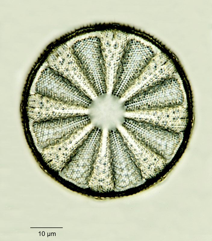 Actinoptychus vulgaris Sch. Mar. #18785