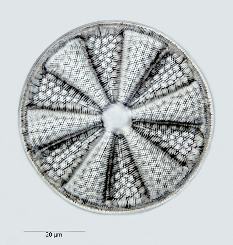 Actinoptychus vulgaris #40821