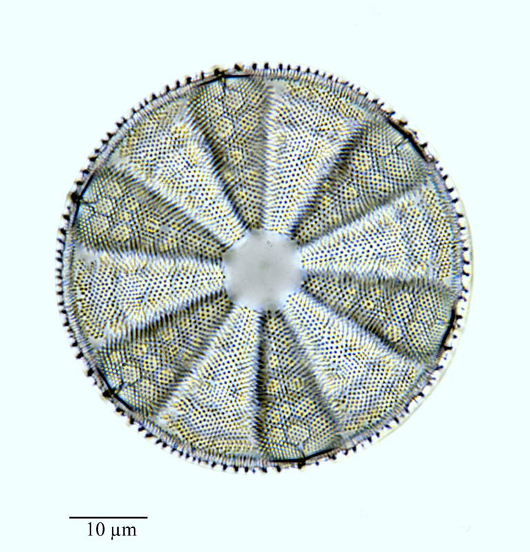 Actinoptychus vulgaris #64307