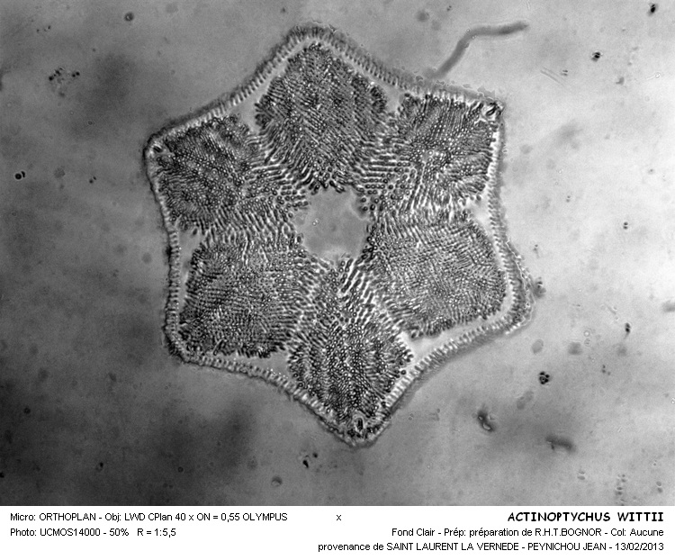 ACTINOPTYCHUS WITTII #29842