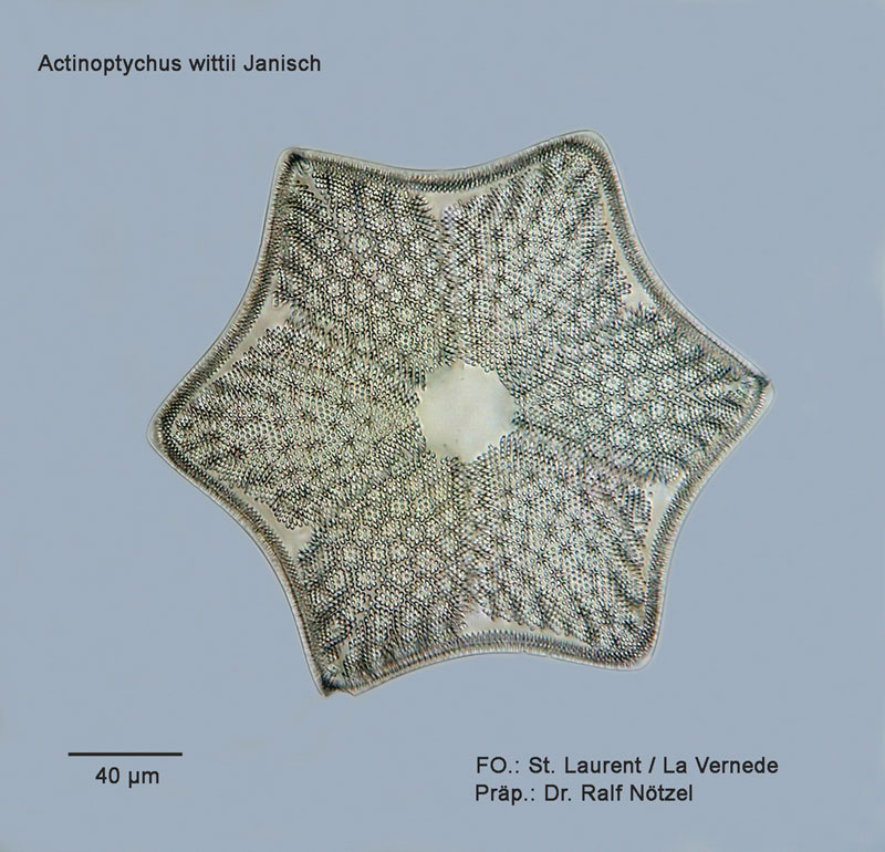 Actinoptychus wittii Janisch #10227