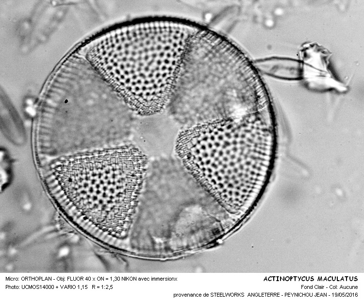ACTINOPTYCUS MACULATUS #45253