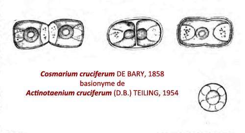 Actinotaenium cruciferum (De Bary) Teiling, 1954 #79173