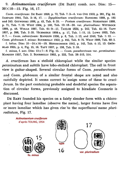 Actinotaenium cruciferum (De Bary) Teiling, 1954 #79172