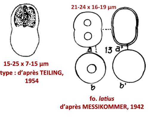 Actinotaenium cruciferum (De Bary) Teiling, 1954 #79174