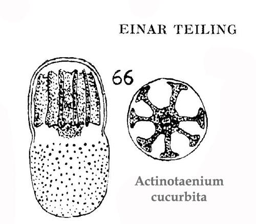 Actinotaenium cucurbita #81320