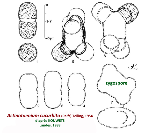 Actinotaenium cucurbita #81321