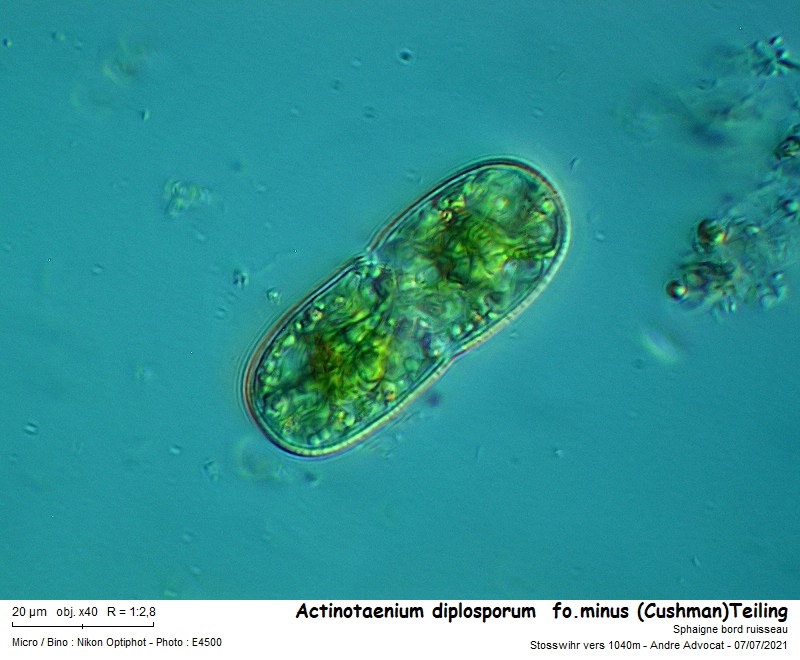 Actinotaenium diplosporum (P.Lundell)Teiling var.diplosporum #67287