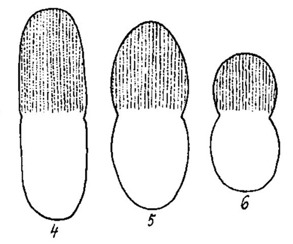 Actinotaenium silvae-nigrae (Raban.) Kouwets et Coesel #77683