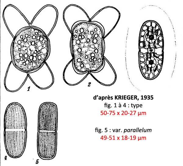 Actinotaenium silvae-nigrae (Raban.) Kouwets et Coesel #77684