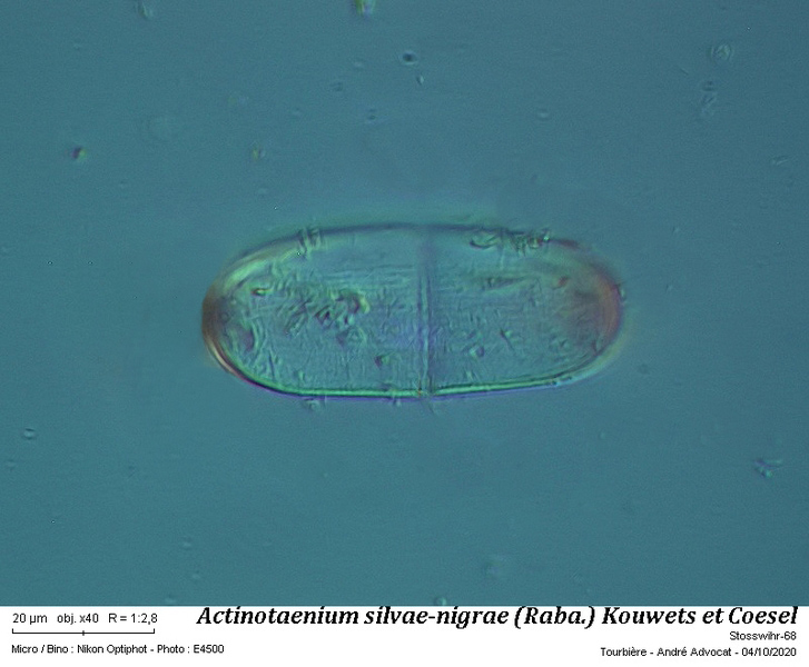 Actinotaenium silvae-nigrae (Raban.) Kouwets et Coesel #64525