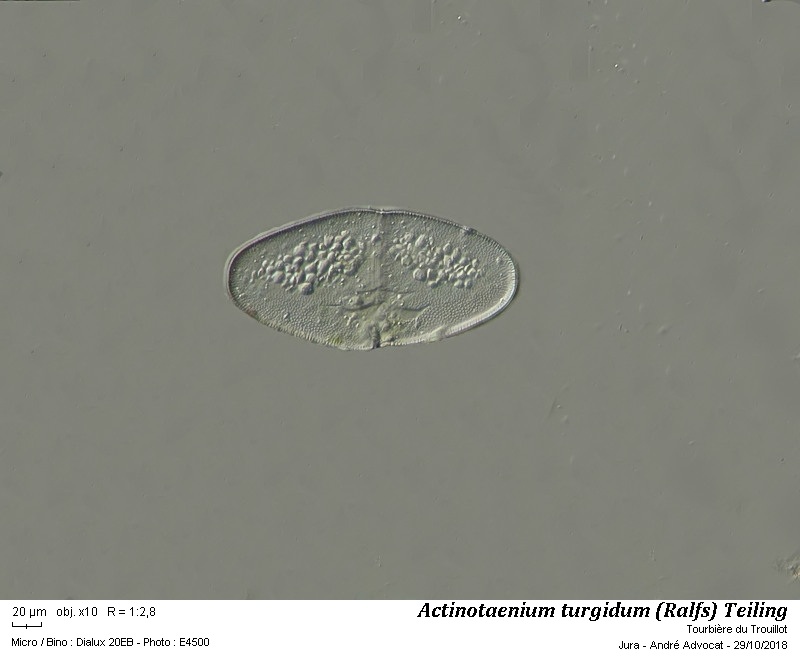 Actinotaenium turgidum (Ralfs) Teiling #56790
