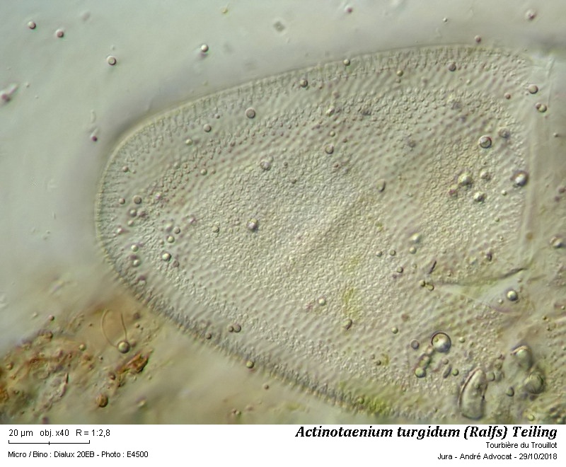Actinotaenium turgidum (Ralfs) Teiling #56791