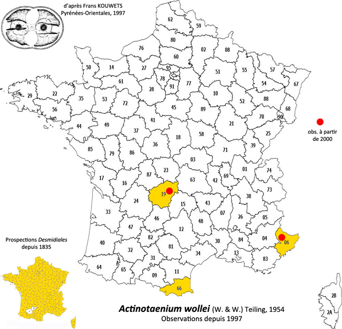 Actinotaenium wollei (West et G.S.West) Teiling #80780