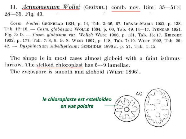 Actinotaenium wollei (West et G.S.West) Teiling #80782
