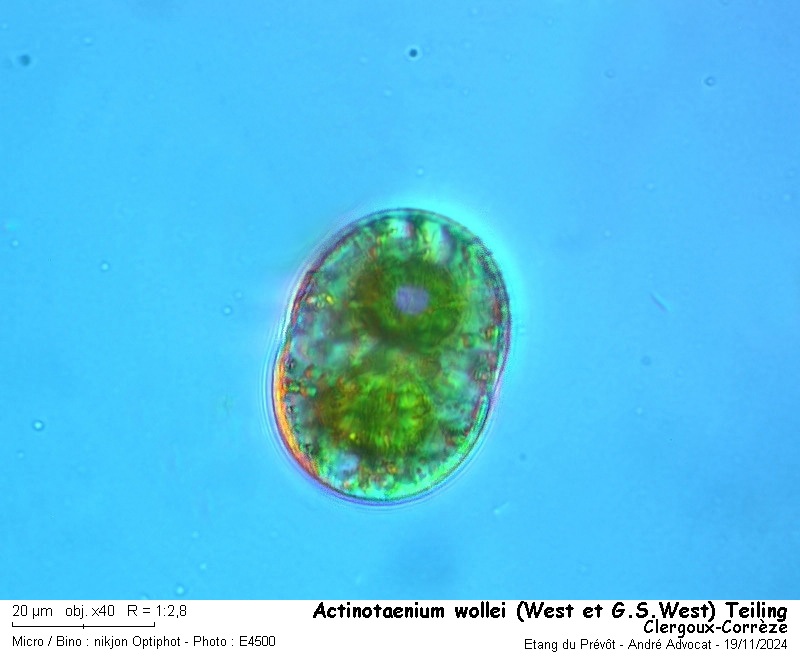 Actinotaenium wollei (West et G.S.West) Teiling #80743