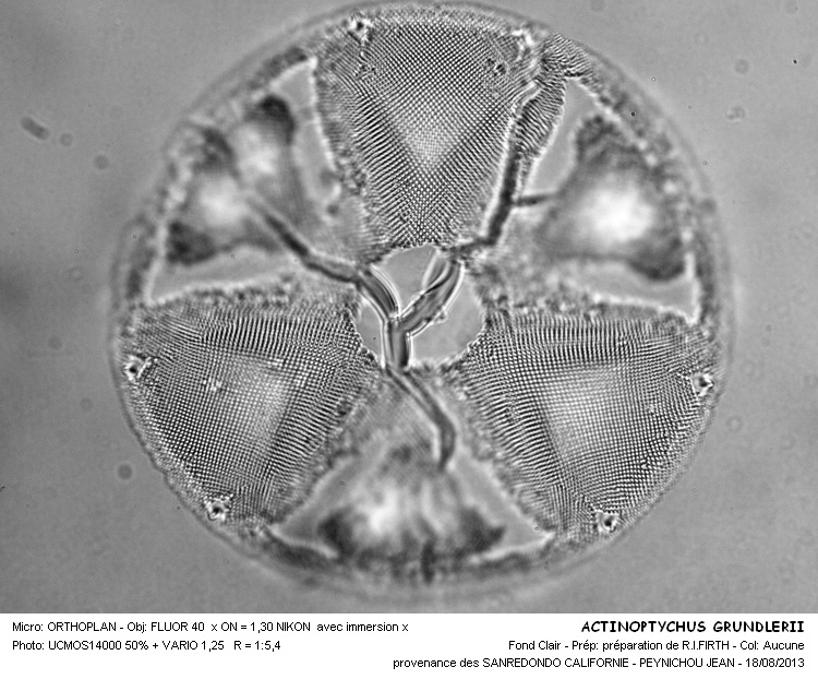 Actynoptychus grundlerii A.S. #33364