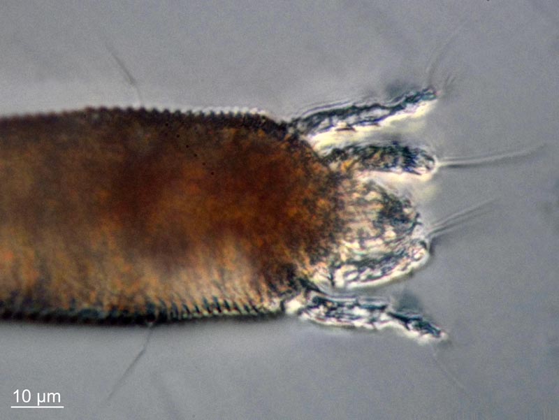 Aculus tetanothrix (Nalepa, 1889) #60876