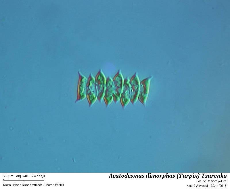 Acutodesmus dimorphus (Turpin) Tsarenko #57000