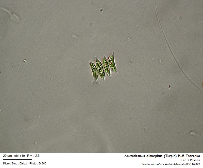 Acutodesmus dimorphus (Turpin) Tsarenko #77460