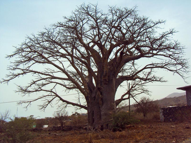 Adansonia sp. Baobab #41235