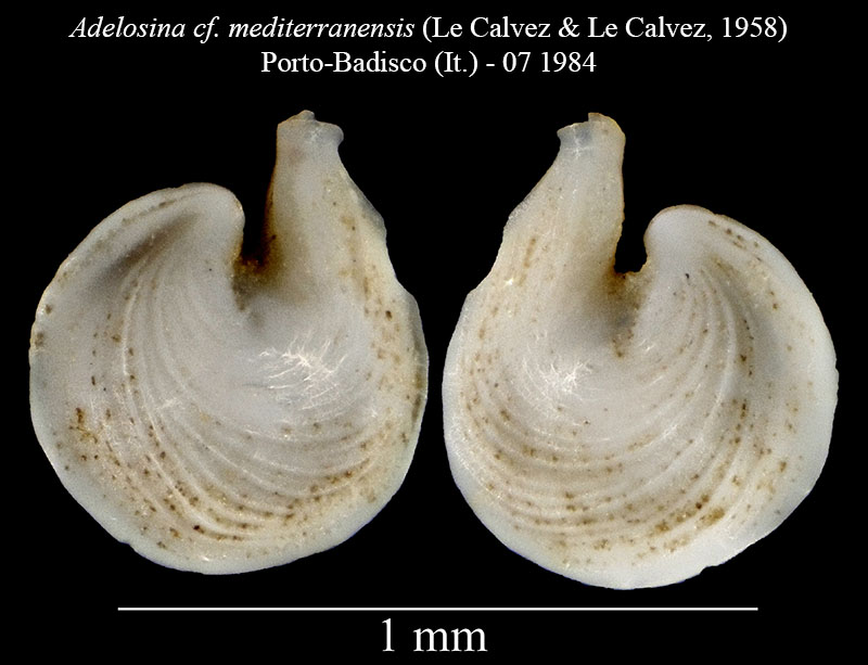 Adelosina cf. mediterranensis #56144