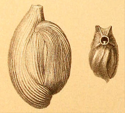 Adelosina cf. mediterranensis #56145