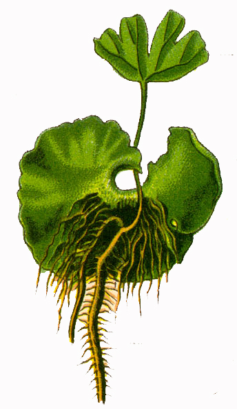 Adiantum capillus-veneris #42581