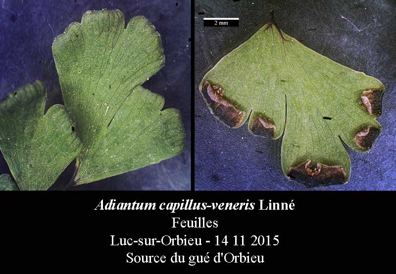 Adiantum capillus-veneris #42576