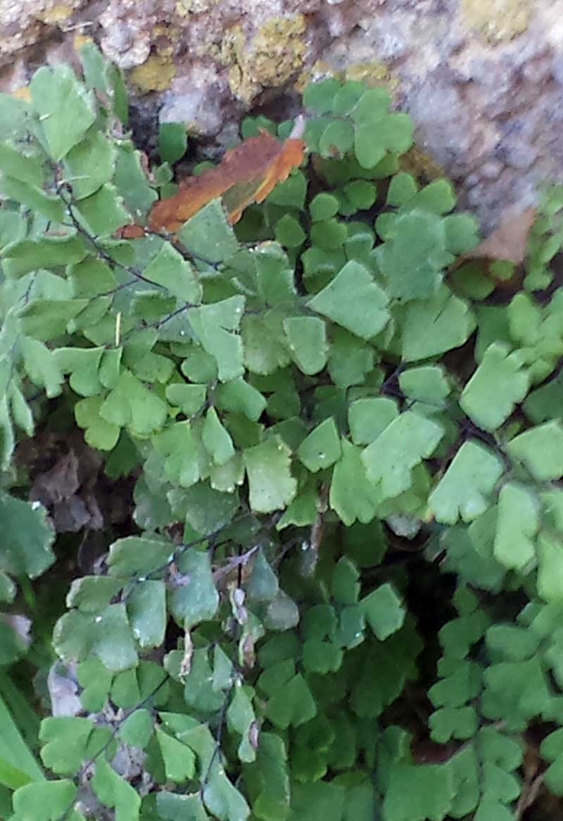Adiantum capillus-veneris #42575