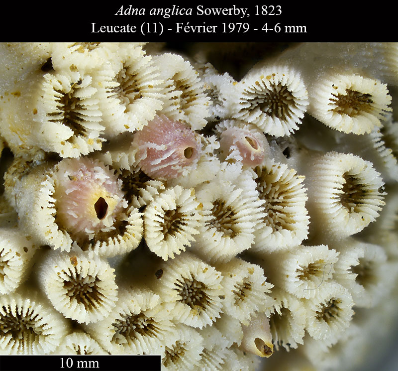 Adna anglica #62610