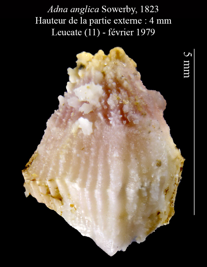 Adna anglica #62612