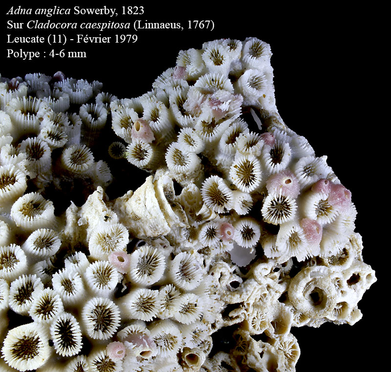 Adna anglica #62609