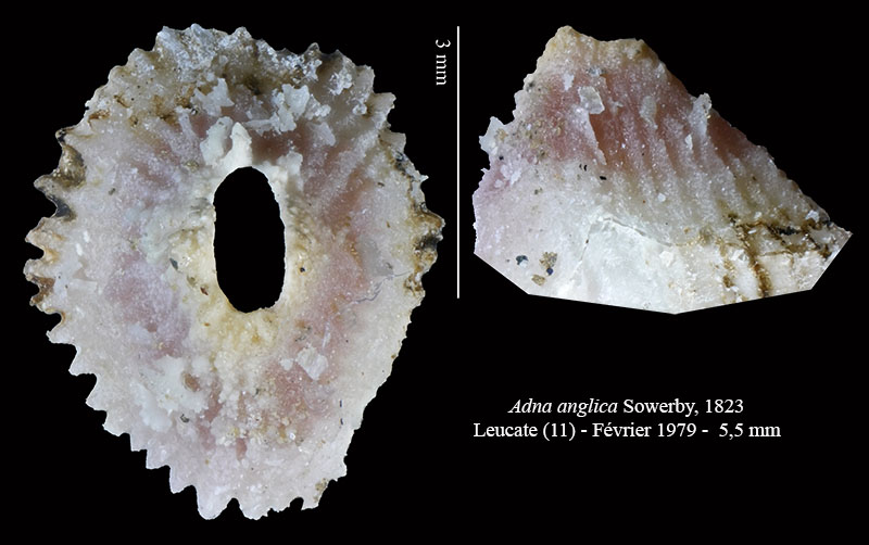 Adna anglica #62611