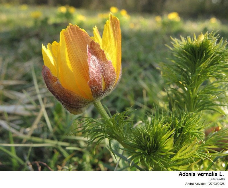 Adonis vernalis L. (L Adonis du printemps) #85613