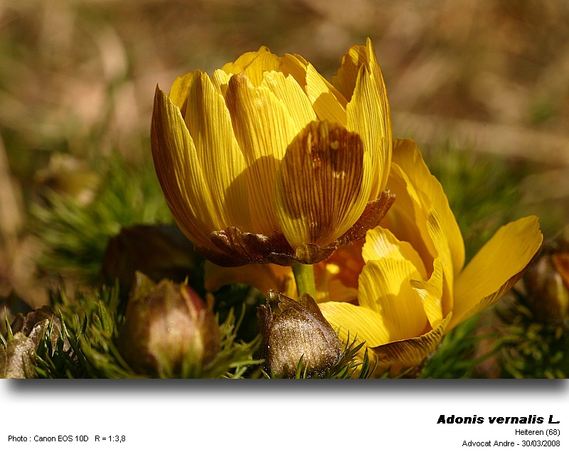 Adonis vernalis L. (L Adonis du printemps) #3071
