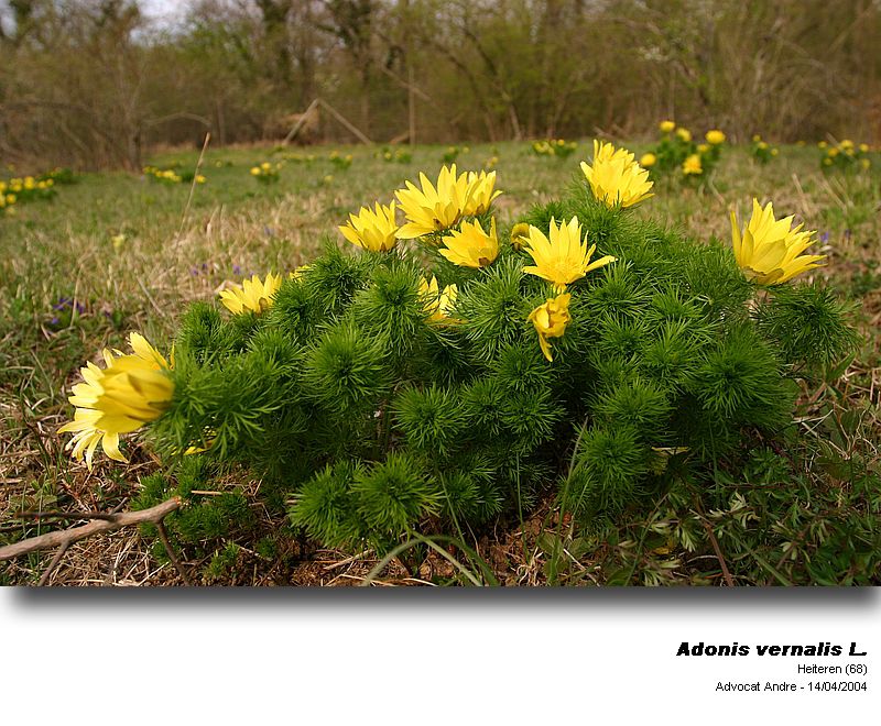 Adonis vernalis L. (L Adonis du printemps) #3075