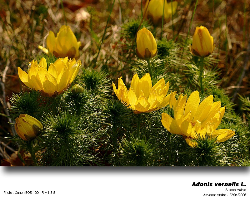 Adonis vernalis L. (L Adonis du printemps) #3072