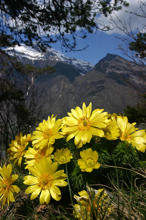 Adonis vernalis L. (L Adonis du printemps) #3078