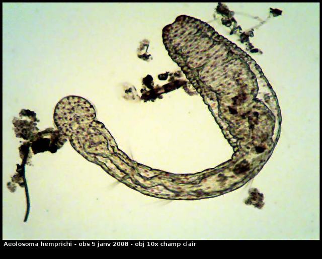 Aeolosoma hemprichi #7647