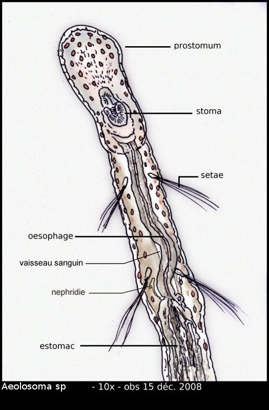 Aeolosoma hemprichi #7649